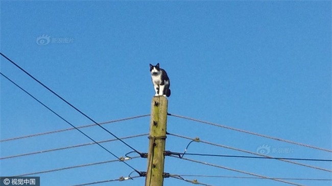 Anh: Ngắt điện cả khu vực để giải cứu chú mèo bị mắc kẹt trên cột điện suốt 24 tiếng đồng hồ - Ảnh 1.