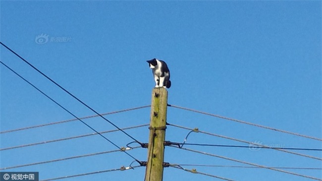 Anh: Ngắt điện cả khu vực để giải cứu chú mèo bị mắc kẹt trên cột điện suốt 24 tiếng đồng hồ - Ảnh 2.