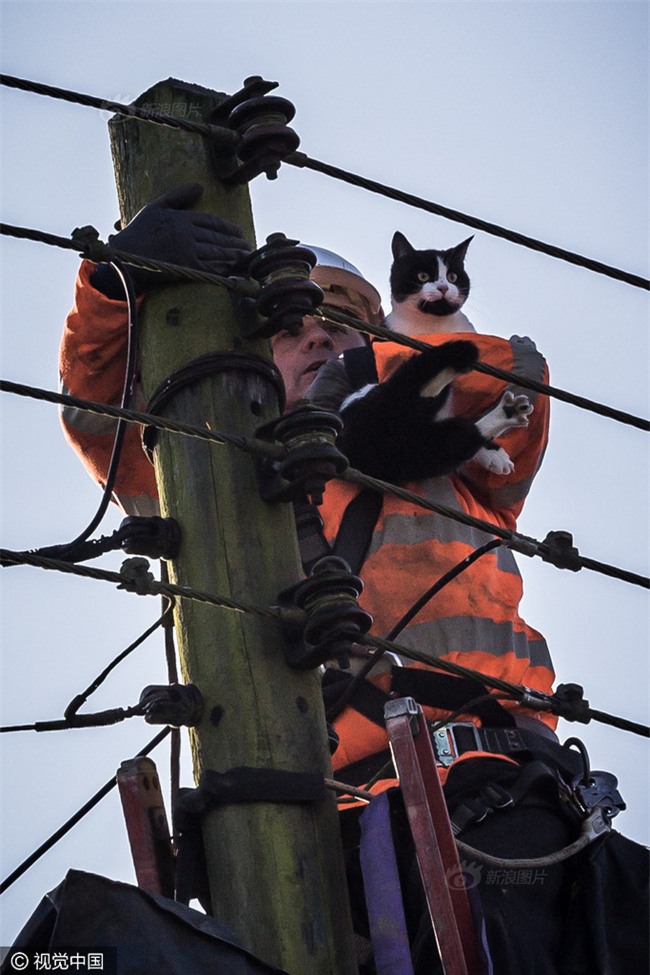 Anh: Ngắt điện cả khu vực để giải cứu chú mèo bị mắc kẹt trên cột điện suốt 24 tiếng đồng hồ - Ảnh 9.