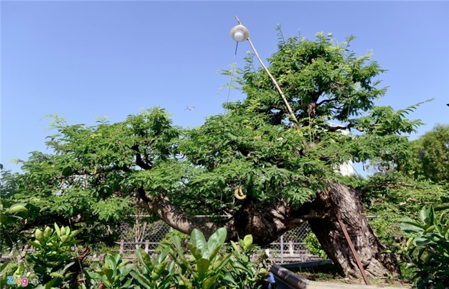 Cay me dang thac do may bay gia 3,5 ty dong o Sai Gon hinh anh 1