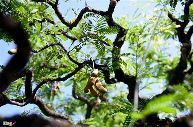 Cay me dang thac do may bay gia 3,5 ty dong o Sai Gon hinh anh 10