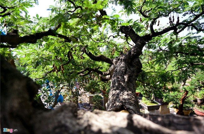 Cay me dang thac do may bay gia 3,5 ty dong o Sai Gon hinh anh 11