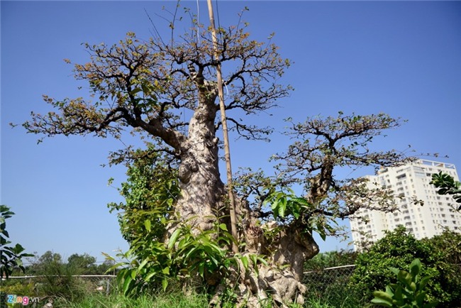 Cay me dang thac do may bay gia 3,5 ty dong o Sai Gon hinh anh 12