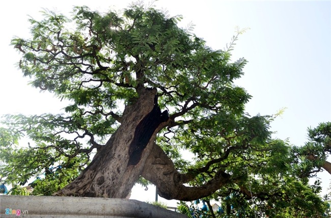 Cay me dang thac do may bay gia 3,5 ty dong o Sai Gon hinh anh 2