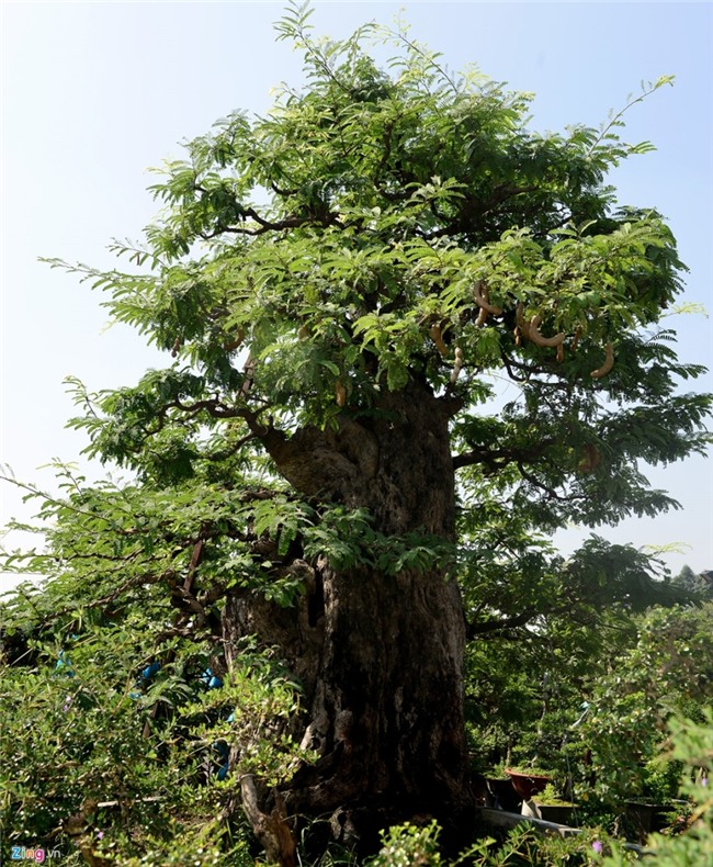 Cay me dang thac do may bay gia 3,5 ty dong o Sai Gon hinh anh 4