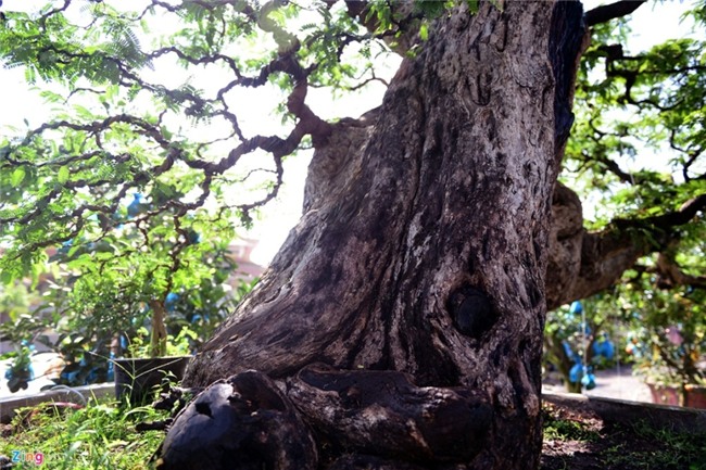 Cay me dang thac do may bay gia 3,5 ty dong o Sai Gon hinh anh 5