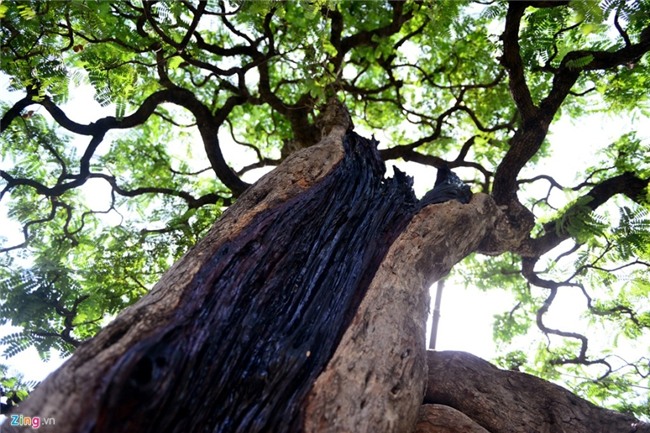 Cay me dang thac do may bay gia 3,5 ty dong o Sai Gon hinh anh 6