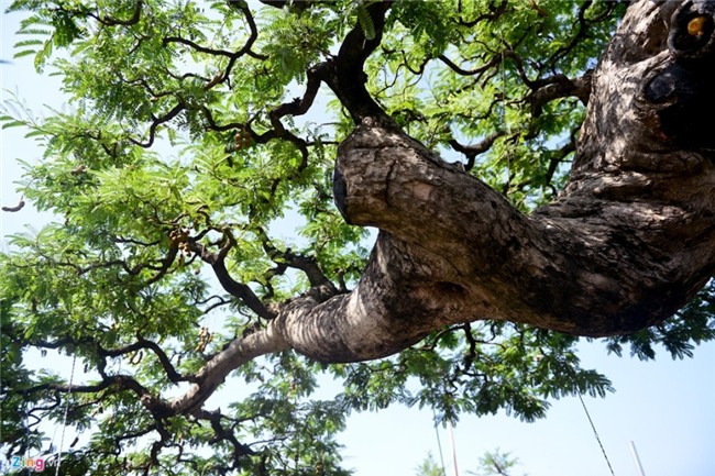 Cay me dang thac do may bay gia 3,5 ty dong o Sai Gon hinh anh 7