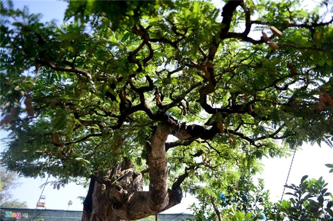 Cay me dang thac do may bay gia 3,5 ty dong o Sai Gon hinh anh 8