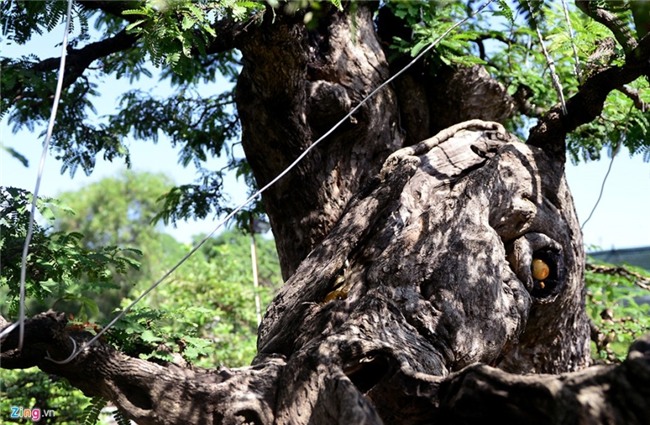 Cay me dang thac do may bay gia 3,5 ty dong o Sai Gon hinh anh 9