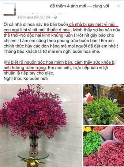 Hoa sao khô tẩm phẩm màu độc hại 'bung lụa' dịp Tết