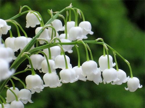 Chơi hoa tết, hoa nào có độc? - Ảnh 2.