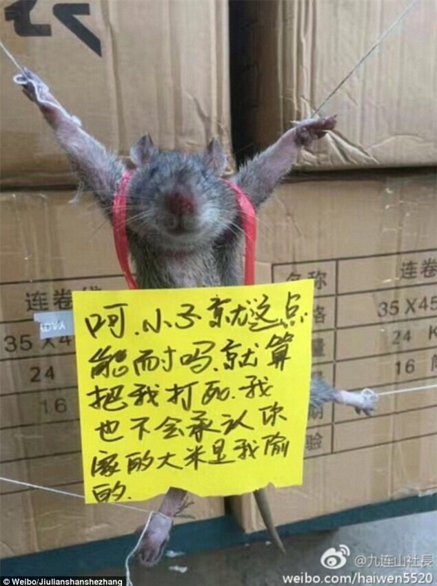 Can tội ăn trộm gạo trong cửa hàng tiện lợi, chú chuột bị trói buộc và bêu rếu trên mạng xã hội - Ảnh 1.