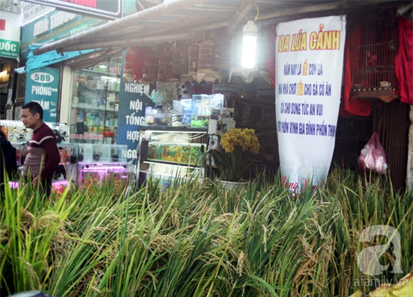 Hà Nội: Chán đào quất, nông dân mang ngô, lúa làm cây cảnh bán Tết với ý nghĩa ấm no - Ảnh 1.