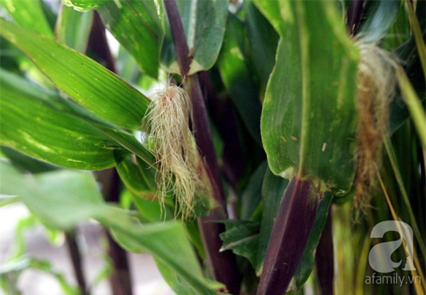 Hà Nội: Chán đào quất, nông dân mang ngô, lúa làm cây cảnh bán Tết với ý nghĩa ấm no - Ảnh 10.