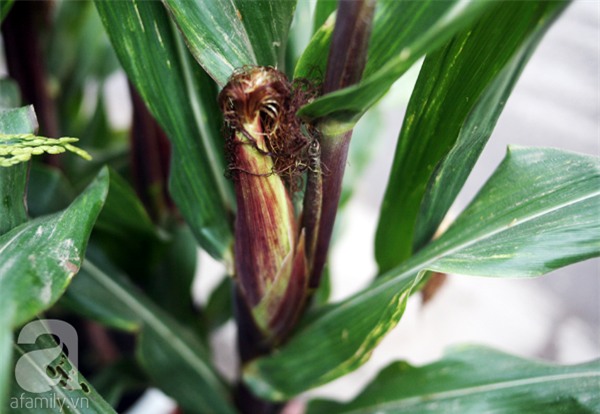 Hà Nội: Chán đào quất, nông dân mang ngô, lúa làm cây cảnh bán Tết với ý nghĩa ấm no - Ảnh 11.