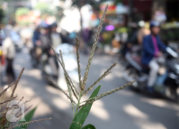 Hà Nội: Chán đào quất, nông dân mang ngô, lúa làm cây cảnh bán Tết với ý nghĩa ấm no - Ảnh 12.