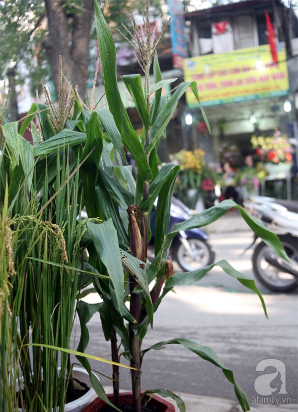 Hà Nội: Chán đào quất, nông dân mang ngô, lúa làm cây cảnh bán Tết với ý nghĩa ấm no - Ảnh 13.