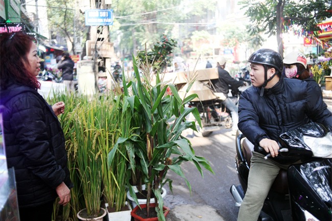 Hà Nội: Chán đào quất, nông dân mang ngô, lúa làm cây cảnh bán Tết với ý nghĩa ấm no - Ảnh 14.