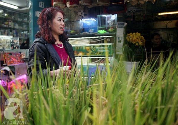 Hà Nội: Chán đào quất, nông dân mang ngô, lúa làm cây cảnh bán Tết với ý nghĩa ấm no - Ảnh 2.