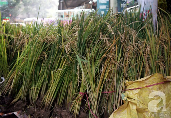 Hà Nội: Chán đào quất, nông dân mang ngô, lúa làm cây cảnh bán Tết với ý nghĩa ấm no - Ảnh 3.