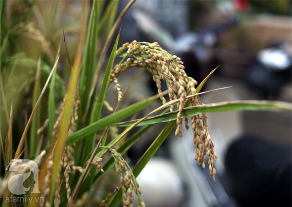 Hà Nội: Chán đào quất, nông dân mang ngô, lúa làm cây cảnh bán Tết với ý nghĩa ấm no - Ảnh 5.