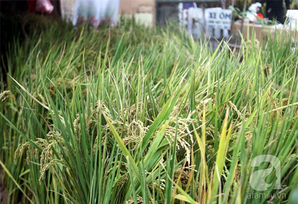 Hà Nội: Chán đào quất, nông dân mang ngô, lúa làm cây cảnh bán Tết với ý nghĩa ấm no - Ảnh 6.