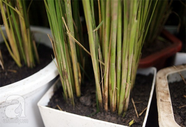 Hà Nội: Chán đào quất, nông dân mang ngô, lúa làm cây cảnh bán Tết với ý nghĩa ấm no - Ảnh 7.