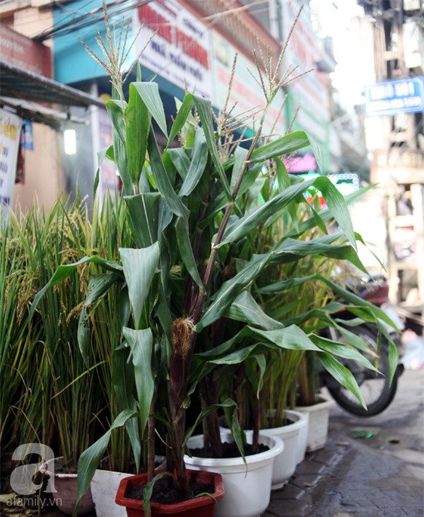 Hà Nội: Chán đào quất, nông dân mang ngô, lúa làm cây cảnh bán Tết với ý nghĩa ấm no - Ảnh 9.