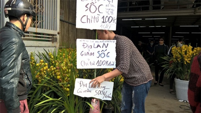 Nhiều nhân viên bán hàng cho hay, lúc cao điểm mua sắm như 29 hoặc 30 Tết, giá địa lan Trung Quốc sẽ được giảm nữa.