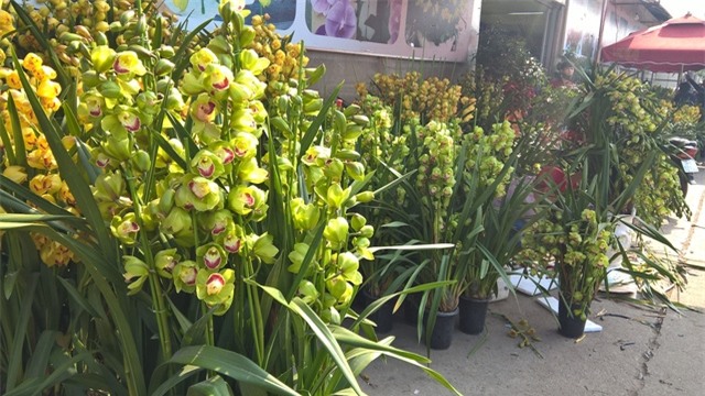 Ngoài địa lan vàng, rất nhiều loại địa lan xanh, giá siêu rẻ xuất xứ từ Trung Quốc cũng được bày bán đồng giá