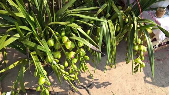 Các loại hoa địa lan có xuất xứ Trung Quốc có mẫu mã không khác gì hoa địa lan được trồng tại Việt Nam