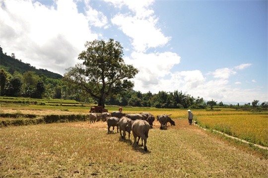 Khung cảnh bình yên ở làng Rêu, xã Ba Điền, huyện Ba Tơ (Quảng Ngãi). Ảnh: Tử Trực