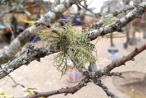 chung dao rung ngay tet: thu choi gay tranh cai! hinh anh 2