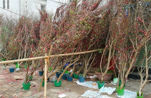 chung dao rung ngay tet: thu choi gay tranh cai! hinh anh 3