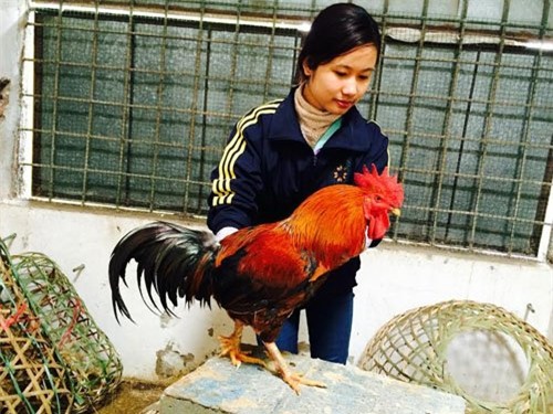 Nuôi gà cổ cả làng thu tiền tỷ, bán trứng gà đua nhau tậu Camry