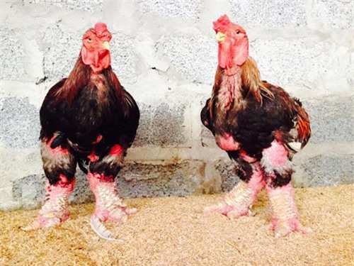 Nuôi gà cổ cả làng thu tiền tỷ, bán trứng gà đua nhau tậu Camry