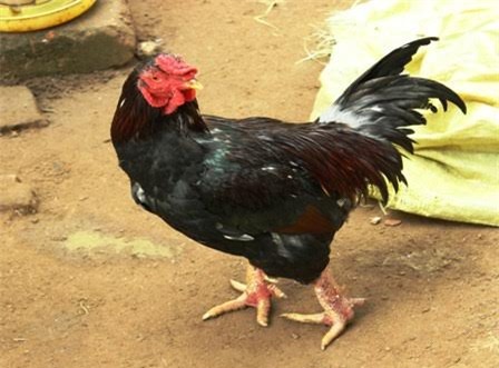 Nuôi gà cổ cả làng thu tiền tỷ, bán trứng gà đua nhau tậu Camry