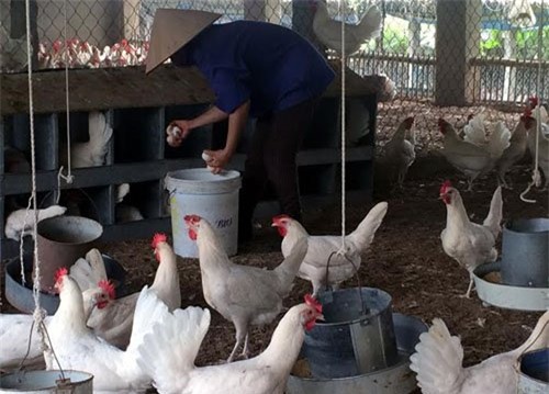 Nuôi gà cổ cả làng thu tiền tỷ, bán trứng gà đua nhau tậu Camry