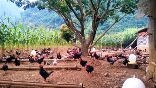 Nuôi gà cổ cả làng thu tiền tỷ, bán trứng gà đua nhau tậu Camry