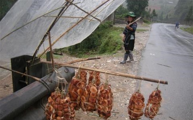 Nấm hương Sapa biếu Tết giá cả triệu: Cú lừa ngọt