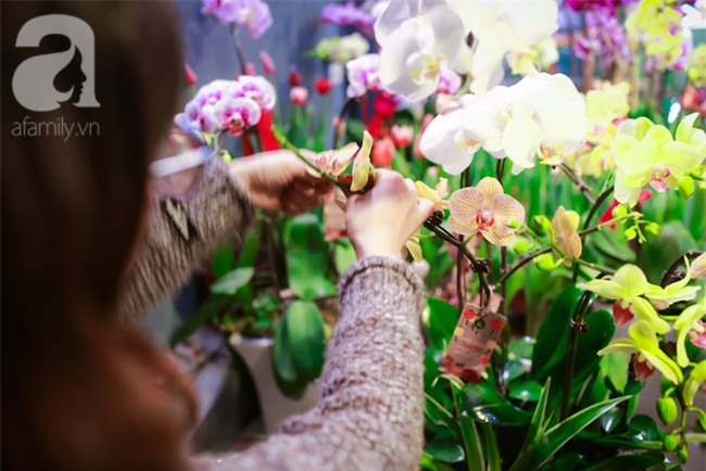 Hà Nội: Chi 72 triệu để mua hoa tươi nhập khẩu đủ tiêu chí độc và đẹp về chơi Tết - Ảnh 10.