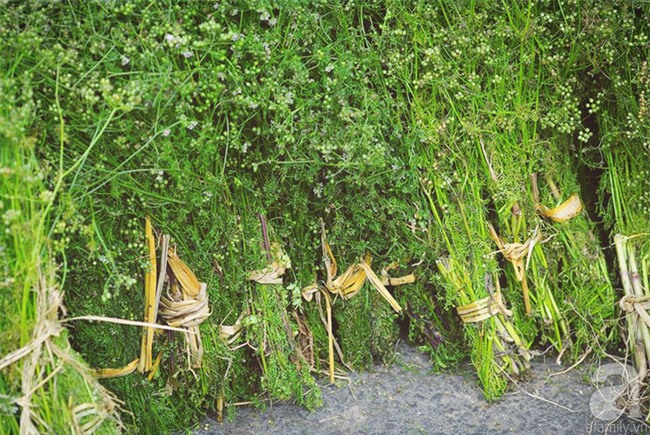 Tắm lá mùi - nghi thức trịnh trọng trong ngày cuối năm - Ảnh 4.