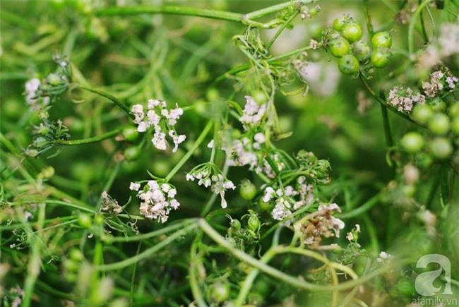 Tắm lá mùi - nghi thức trịnh trọng trong ngày cuối năm - Ảnh 6.