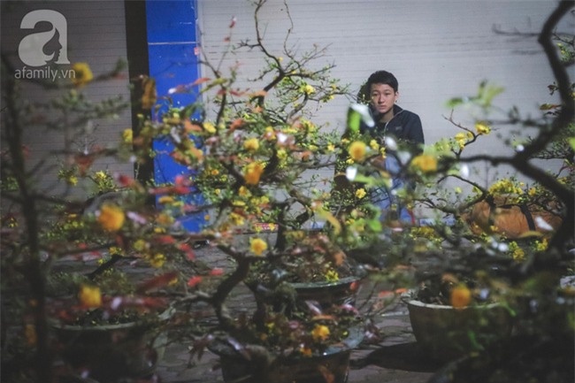 Ngày cuối năm, những người canh mai, canh đào vẫn còn thức trắng đêm ngoài đường - Ảnh 1.