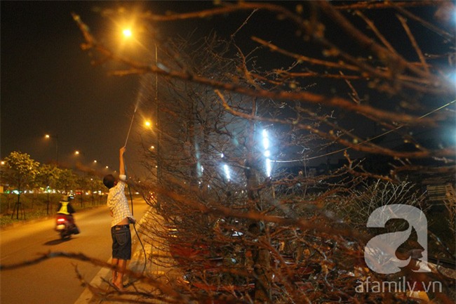 Ngày cuối năm, những người canh mai, canh đào vẫn còn thức trắng đêm ngoài đường - Ảnh 10.