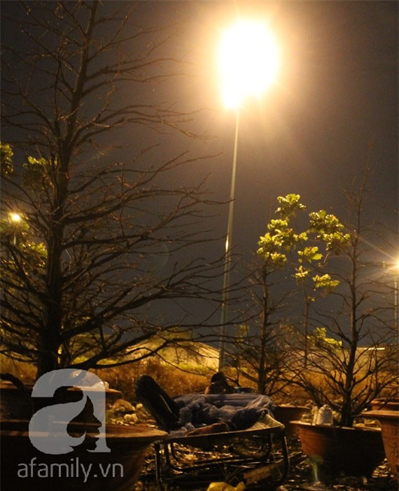 Ngày cuối năm, những người canh mai, canh đào vẫn còn thức trắng đêm ngoài đường - Ảnh 13.