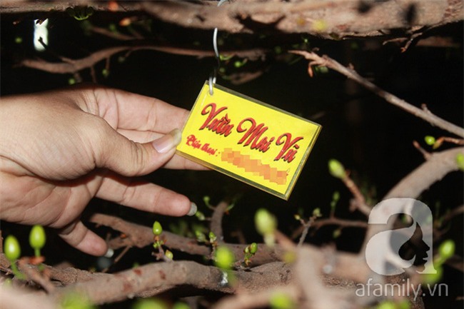 Ngày cuối năm, những người canh mai, canh đào vẫn còn thức trắng đêm ngoài đường - Ảnh 16.