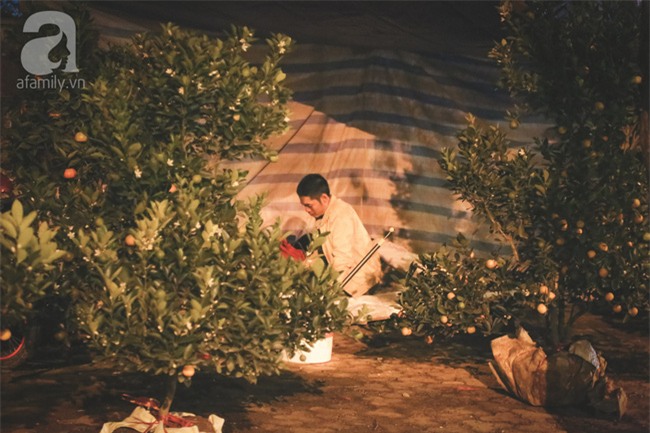 Ngày cuối năm, những người canh mai, canh đào vẫn còn thức trắng đêm ngoài đường - Ảnh 2.