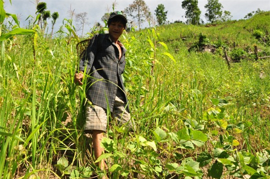 Cha con người rừng ở Quảng Ngãi đón Tết thế nào? - Ảnh 3.